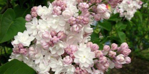 Lila moskovska ljepota (ljepota moskve): sadnja i njega